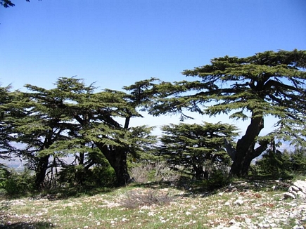 The Cedar Forest