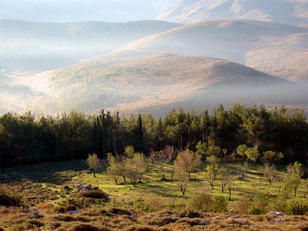 The Forest Of Gebrayel