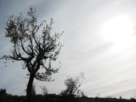 The Forests Of Gebrayel , Akkar , North Lebanon Painted December Sky