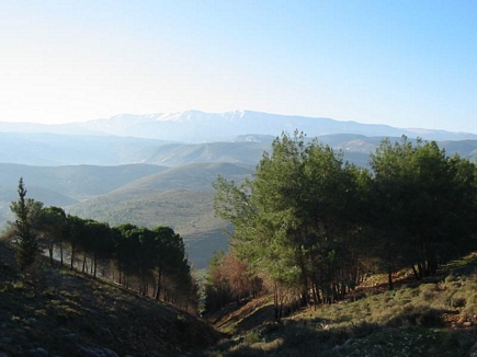 The Forests with the Mountain of Akkar