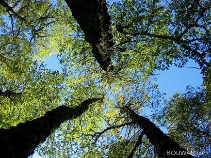 The Iron Oak Forest