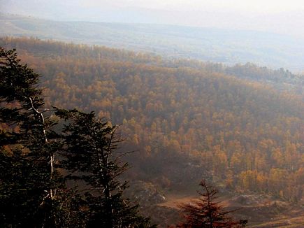 The Iron Oak Forest From Above