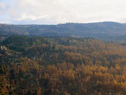 The Iron Oak Forest From Above , Fully Yellow