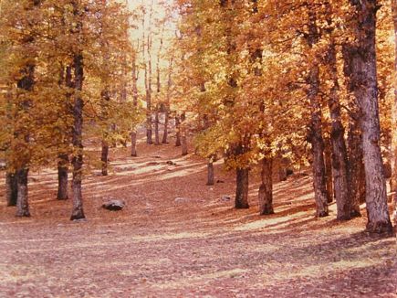 The Iron Oak Forest , Full Yellow