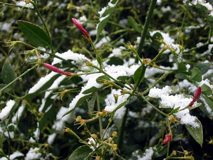 The Jasmin Odor Of Love