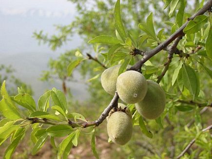 The Land Of Almond