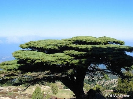 The Lebanese Cedar , Kobayat National Reserve