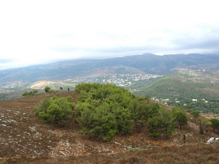 The Pine Forest