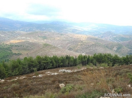 The Pin Forest Of Gebrayel In Face Of The Akkarian Hills