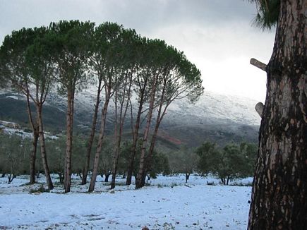 The Pine Forest , Daher Nassar