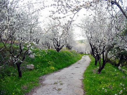 The Road Of Dreams , Bayno