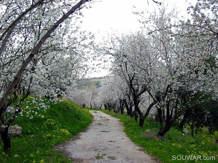 The Road To Spring , Bayno , Akkar