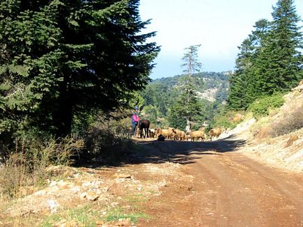 The Sheperd & His Sheeps , Kamoua National Park