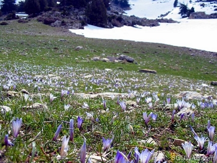 The Snow Going Back & The Flowers Rising , Kobayat National Reserve