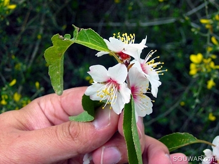 The Spring In My Hand