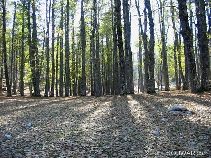 The Sun Behind Trees , The Iron Oak Forest