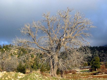 The Sunset Light On The Biggest Tree In Nabi Khaled Site , Kamoua