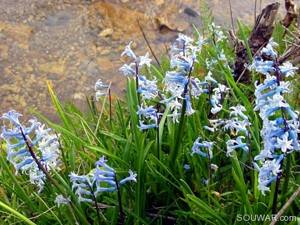 The Wild Violet Bell Flowers Near Water , Bayno