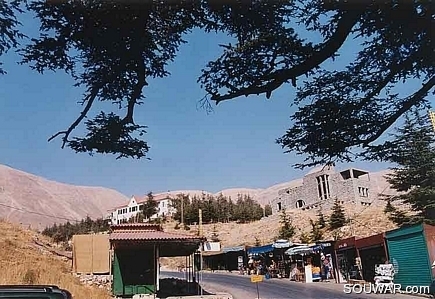 Cedars