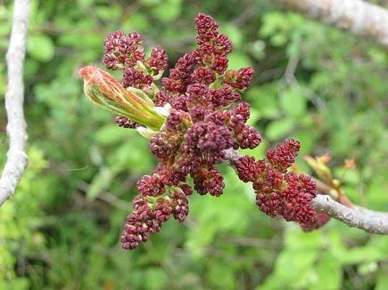 Tree Branch Blooming