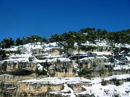 Trees On Rocks With Snow On , Near The Water Spring , Fnaydik , Akkar