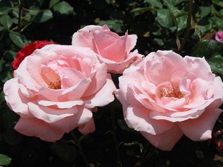 Pink Trio