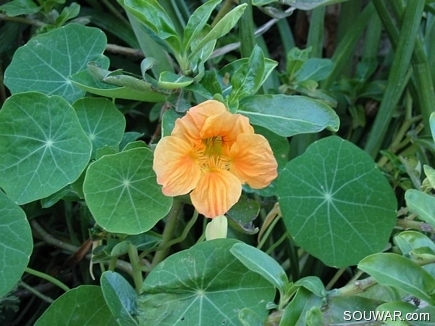 Tropaeolum Majus