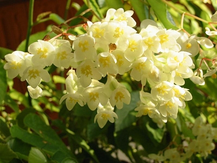 White Hearts Blooming