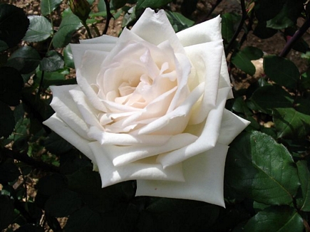 White Rose