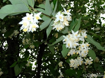 Wild Flowers, Flowers Of Aadbel, Akkar