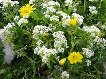 Wild Flowers , Kobayat National Reserve