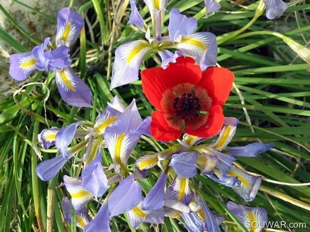 Wild Flowers , Bayno