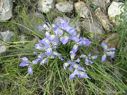 Wild Flowers , Bayno