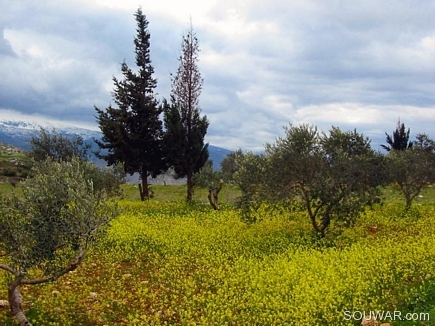 Yellow Field , Daher Layssineh , Akkar