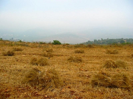 Yellow Fields