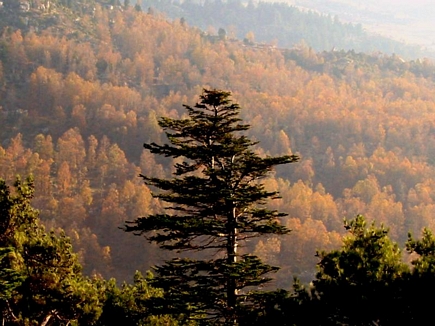 Automn in Lebanon