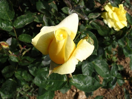 Yellow Rose