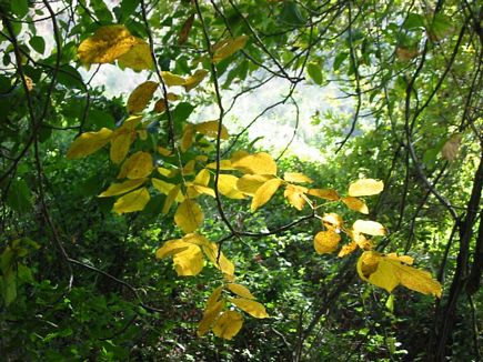 Yellow , aadbel Valley