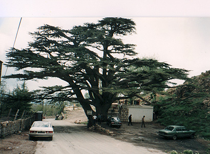 Cedars