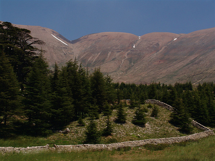 Cedars