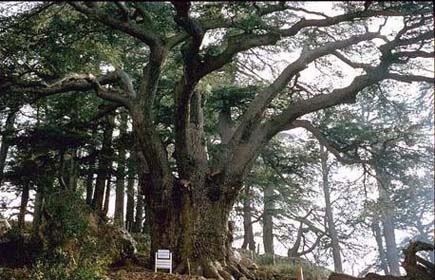 Cedars