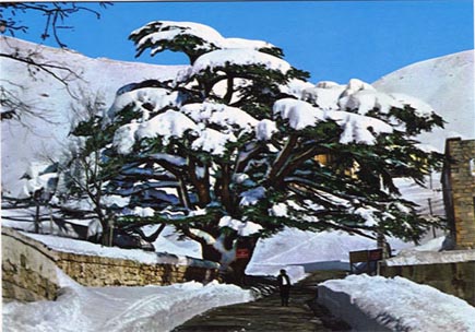 Cedars