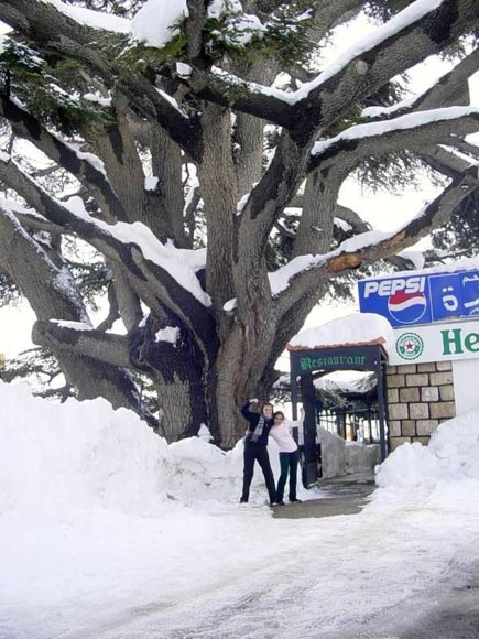 Cedars