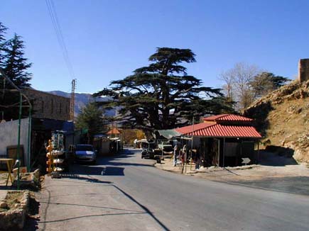 Cedars