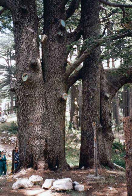 Cedars