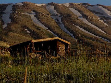 Cedars