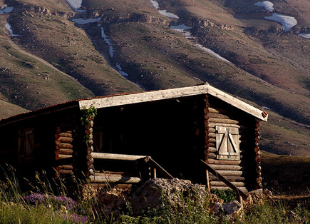 Cedars