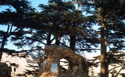 Cedars