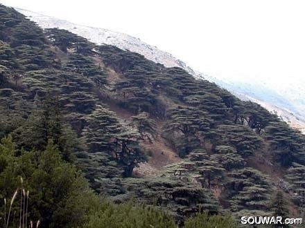 Cedars