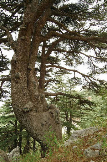 Cedars